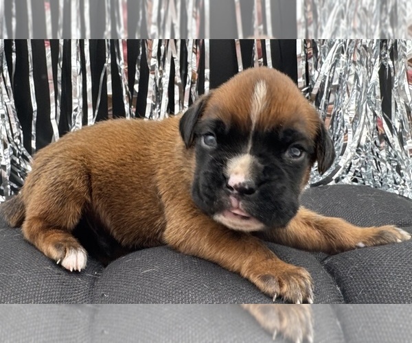 Medium Photo #5 Boxer Puppy For Sale in PAWNEE CITY, NE, USA