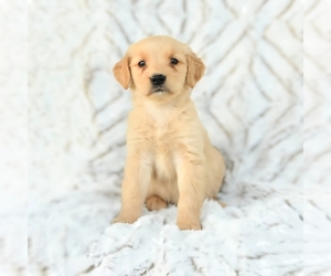 Golden Retriever Puppy for sale in LAKELAND, FL, USA