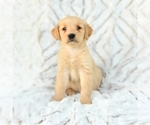 Small Golden Retriever