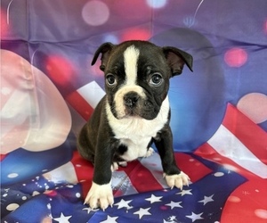 Boston Terrier Puppy for sale in CENTER HILL, FL, USA