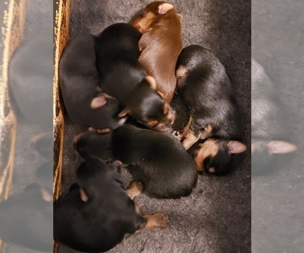 Medium Photo #5 Yoranian-Yorkshire Terrier Mix Puppy For Sale in HUDDLESTON, VA, USA