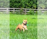 Small #3 American Pit Bull Terrier Mix