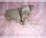Image preview for Ad Listing. Nickname: CHIHUAHUAS