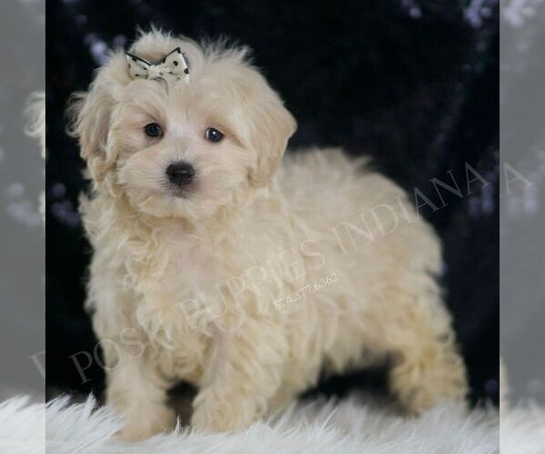 Medium Photo #60 Maltipoo (Miniature) Puppy For Sale in WARSAW, IN, USA
