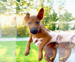 Small Labrador Retriever Mix