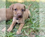 Small #4 Golden Retriever Mix