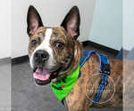 Small #3 American Staffordshire Terrier-Boxer Mix