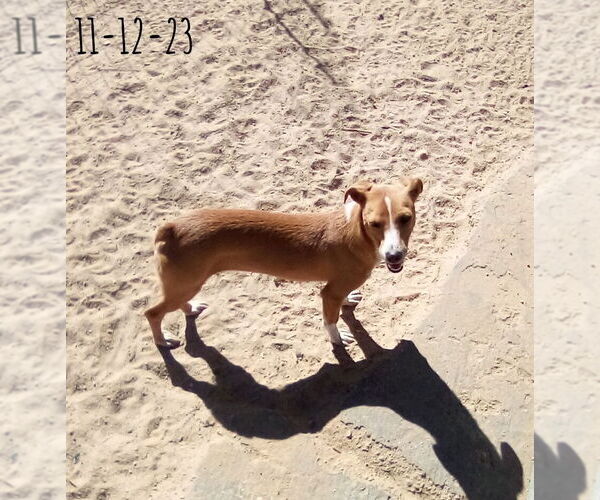 Medium Photo #7 Italian Greyhound-Jack Russell Terrier Mix Puppy For Sale in Apple Valley, CA, USA