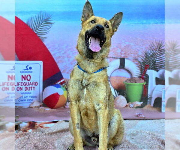 Medium Photo #2 German Shepherd Dog Puppy For Sale in Long Beach, CA, USA