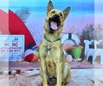Small #1 German Shepherd Dog
