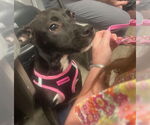 Small Labrador Retriever Mix