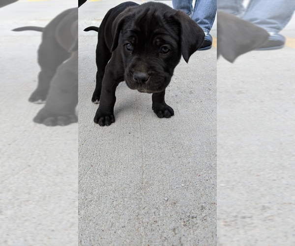 Medium Photo #3 Cane Corso Puppy For Sale in LINCOLN, NE, USA