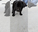 Small Photo #3 Cane Corso Puppy For Sale in LINCOLN, NE, USA