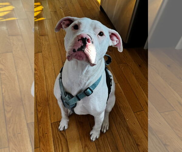 Medium Photo #3 American Bulldog-Unknown Mix Puppy For Sale in Oakhurst, NJ, USA