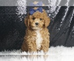 Puppy Button AKC Poodle (Toy)