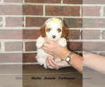Image preview for Ad Listing. Nickname: Stella