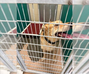 Labrador Retriever-Unknown Mix Dogs for adoption in Texas City, TX, USA