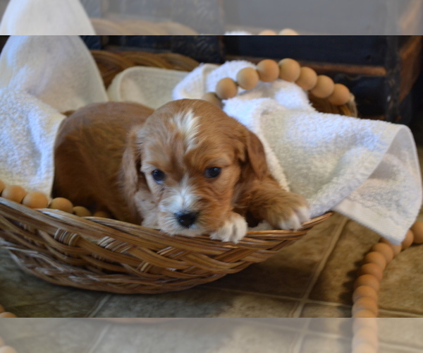 Medium Photo #2 Cavapoo (Miniature) Puppy For Sale in GREENWOOD, WI, USA