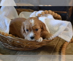 Small #1 Cavapoo (Miniature)