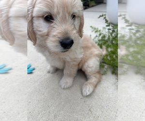 Goldendoodle (Miniature) Puppy for sale in HOUSTON, TX, USA