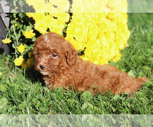 Poodle (Miniature) Puppy for sale in SHILOH, OH, USA