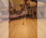 Small Photo #2 Golden Retriever Puppy For Sale in HARRIMAN, TN, USA