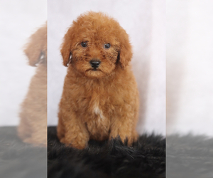 Goldendoodle (Miniature) Puppy for sale in ITASCA, TX, USA