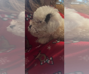 Maltipoo Dogs for adoption in VENETA, OR, USA