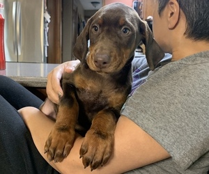 Doberman Pinscher Puppy for sale in BRISTOL, CT, USA