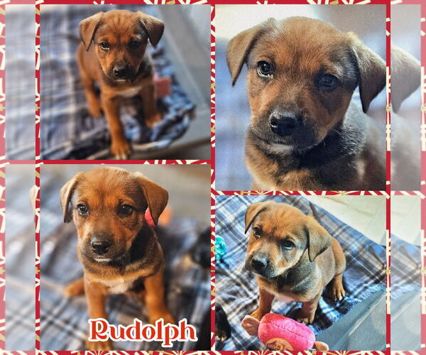 Medium Photo #1 German Shepherd Dog-Unknown Mix Puppy For Sale in Blacksburg, SC, USA