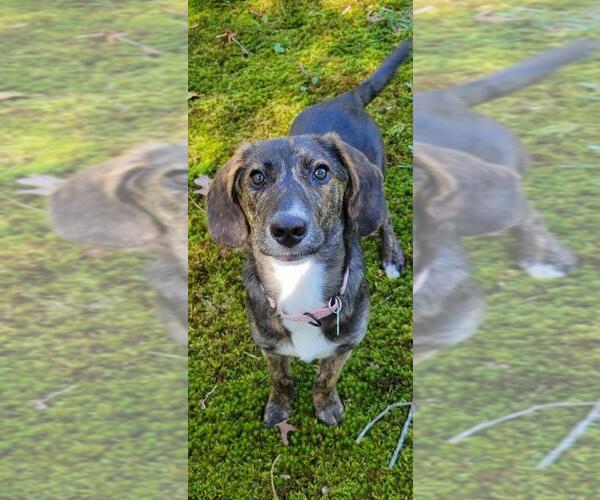 Medium Photo #4 Mutt Puppy For Sale in Boston, MA, USA