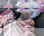 Small American Pit Bull Terrier Mix