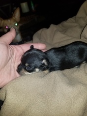 Chihuahua Puppy for sale in TRINITY, TX, USA