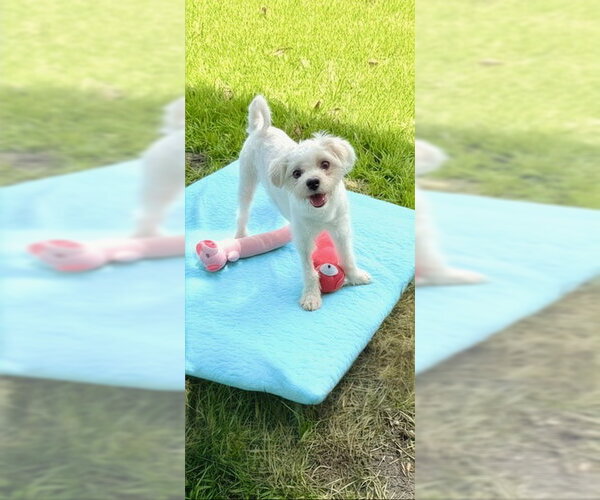 Medium Photo #2 Shih Tzu Puppy For Sale in Weston, FL, USA