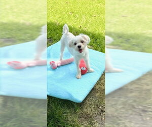 Casper - Male Shih Tzu Dog for Adoption - Photo #2