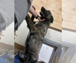 Small #7 Dutch Shepherd  Mix