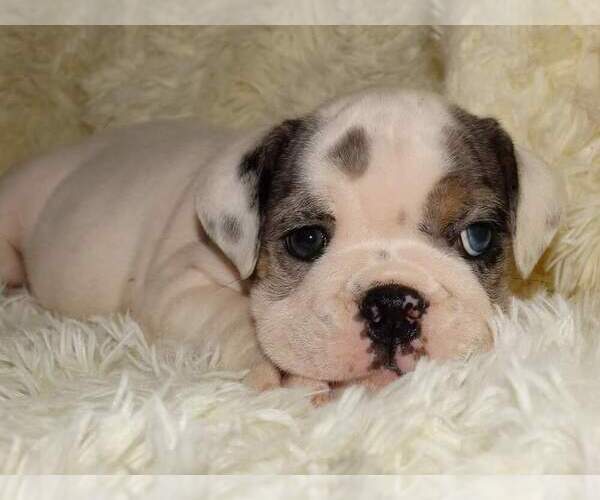 Medium Photo #4 English Bulldog Puppy For Sale in VERONA, MO, USA