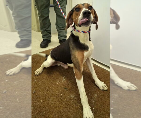 Medium Photo #3 Treeing Walker Coonhound Puppy For Sale in Monterey, VA, USA