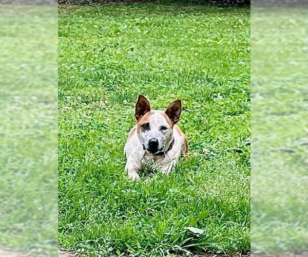 Medium Photo #6 Mutt Puppy For Sale in Garden City, NY, USA