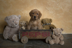Small Photo #1 Labrador Retriever Puppy For Sale in BALSAM LAKE, WI, USA