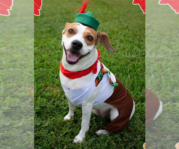 Medium Photo #7 Beagle-Unknown Mix Puppy For Sale in Canton, CT, USA