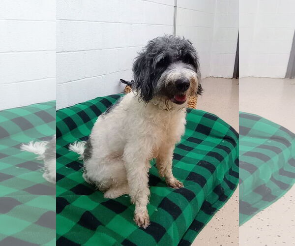Medium Photo #2 Aussiedoodle Puppy For Sale in York, SC, USA