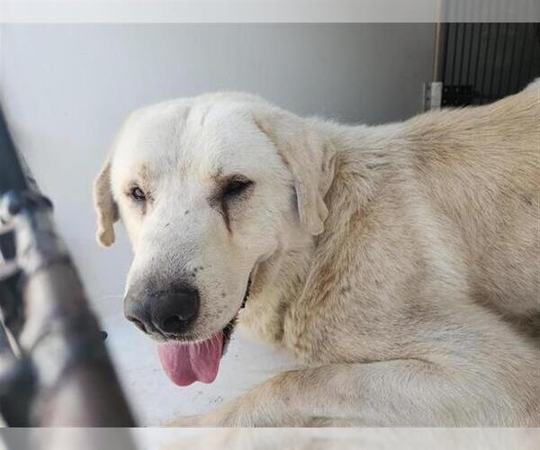 Medium Photo #1 Great Pyrenees-Unknown Mix Puppy For Sale in Houston, TX, USA