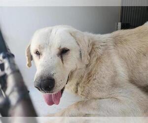 Great Pyrenees-Unknown Mix Dogs for adoption in Houston, TX, USA