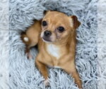 Small #6 Chihuahua