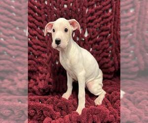 Mutt Dogs for adoption in Westminster, MD, USA