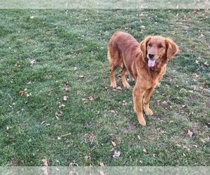 Mother of the Golden Retriever puppies born on 06/28/2025