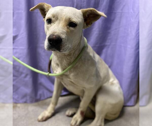 Medium Photo #1 Mutt Puppy For Sale in Modesto, CA, USA