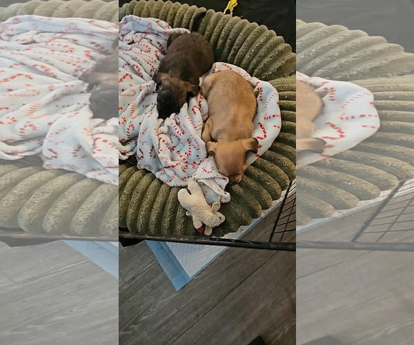 Medium Photo #2 Chihuahua Puppy For Sale in Arlington, WA, USA