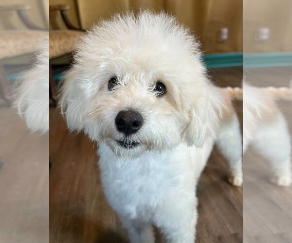 Medium Photo #4 Maltipoo (Miniature) Puppy For Sale in Pacolet, SC, USA